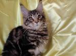 Luna - Maine Coon Kitten For Sale - New York, NY, US