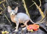 Grace - Sphynx Kitten For Sale - Mundelein, IL, US