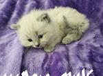 Blue mink ragdoll male 2 - Ragdoll Kitten For Sale - Jacksonville, NC, US