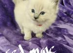 Blue mink ragdoll 3 - Ragdoll Kitten For Sale - Jacksonville, NC, US
