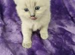 Blue mink ragdoll 4 - Ragdoll Kitten For Sale - Jacksonville, NC, US