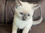 Kitty - Siamese Kitten For Sale - Morristown, NJ, US