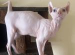 Elf named Spot - Sphynx Cat For Sale - Hemet, CA, US