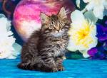 Bogatyr - Siberian Kitten For Sale - Norwalk, CT, US