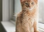 Haku - Somali Kitten For Sale - Montreal, Quebec, CA
