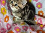 Cookie - British Shorthair Kitten For Sale - 