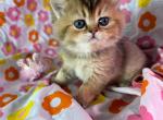 Winnie - British Shorthair Kitten For Sale - Gainesville, GA, US