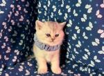 Biscuit - British Shorthair Kitten For Sale - Gainesville, GA, US