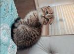 Scottish fold malee - Scottish Fold Kitten For Sale - Avon, IN, US