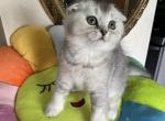 Lora - Scottish Fold Kitten For Sale - Brooklyn, NY, US