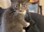 Bentley - Russian Blue Kitten For Sale - Fort Worth, TX, US