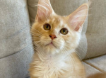 Garfield - Maine Coon Cat For Sale - FL, US