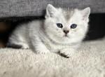 Tuna - Scottish Fold Kitten For Sale - Prior Lake, MN, US