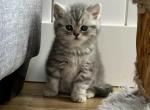 Cupcake - Scottish Fold Kitten For Sale - Prior Lake, MN, US