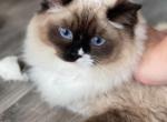 Oreo - Ragdoll Cat For Sale - Newark, DE, US