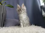 Yota - Maine Coon Kitten For Sale - Hollywood, FL, US