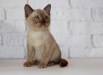 Nola - Burmese Kitten For Sale - Norwalk, CT, US