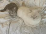 Chloe and Sunnys kittens - Munchkin Kitten For Sale - 