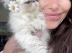 Kingsley Cashmere - Persian Kitten For Sale - Beverly Hills, CA, US