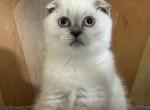 Winnie - Scottish Fold Kitten For Sale - 