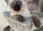 Britt RESERVED - Balinese Kitten For Sale - CA, US