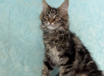 Richard - Maine Coon Cat For Sale - FL, US