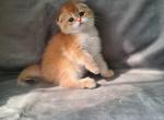 Gucci - Scottish Fold Kitten For Sale - Fairfax, VA, US