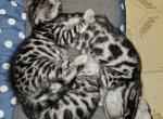 Eponine and Bruce Lee - Bengal Kitten For Sale - Bradner, OH, US