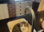 Available Cats & Kittens For Adoption - Baltimore, MD | GoKitty