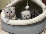 Paris and Massimo litter - Munchkin Kitten For Sale - Philadelphia, PA, US
