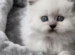 Boy available for reservation - British Shorthair Kitten For Sale - FL, US