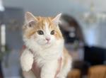 Scottish straight male kitten Tommy - Scottish Straight Kitten For Sale - Davenport, FL, US