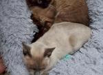 Thor or Kingsley Stud Service - Siamese Cat For Sale/Service - 