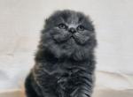 Baron - Scottish Fold Kitten For Sale - Hollywood, FL, US