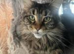 Baby face Abba MCO n 22 - Maine Coon Cat For Sale - 