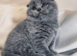 Bella - Scottish Fold Kitten For Sale - Hollywood, FL, US