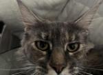 Maine Coon smoke baby girl Cleo Brie - Maine Coon Cat For Sale - 
