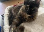 Fiona pure breed Maine Coon girl - Maine Coon Cat For Sale - Chipley, FL, US