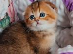 Josie - Scottish Fold Kitten For Sale - Hollywood, FL, US