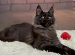 Ursula - Maine Coon Cat For Sale - Brighton, CO, US