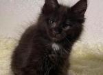 Mojo - Maine Coon Kitten For Sale - Brighton, CO, US