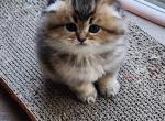 Bunny long hair - Scottish Fold Kitten For Sale - Naperville, IL, US