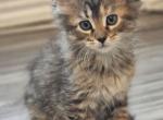 Leah - Maine Coon Cat For Sale - San Antonio, TX, US