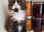 Obi Wan - Maine Coon Kitten For Sale - San Antonio, TX, US