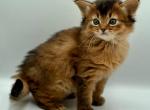 Samson - Somali Kitten For Sale - Norwalk, CT, US