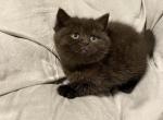 Black British shorthair - British Shorthair Kitten For Sale - Athens, GA, US