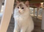 Pupu - Ragdoll Kitten For Sale - 