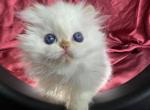 Kingsley Bunny - Persian Kitten For Sale - Beverly Hills, CA, US