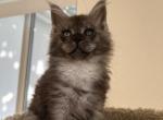 Black Smoke Maine Coon Handsome Boy - Maine Coon Kitten For Sale - Hollywood, FL, US