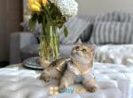 Cookie Affectionate and sweet chubby kitty - British Shorthair Kitten For Sale - State College, PA, US